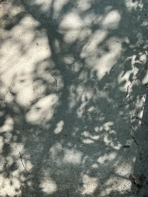 Dappled light paints nature's shadows.